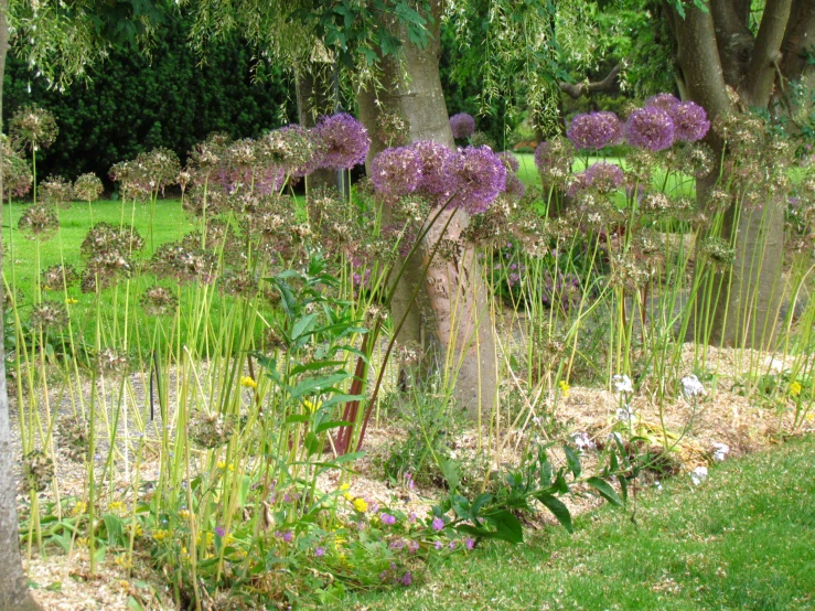 plants with flowers growing on the ground in a field