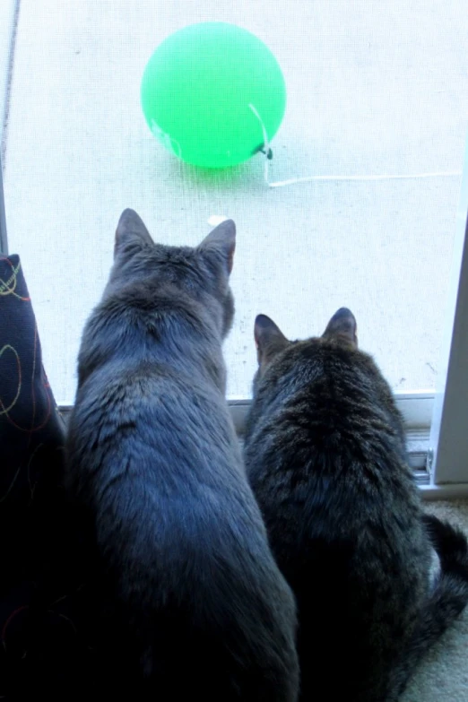 two cats sitting in front of a screen door