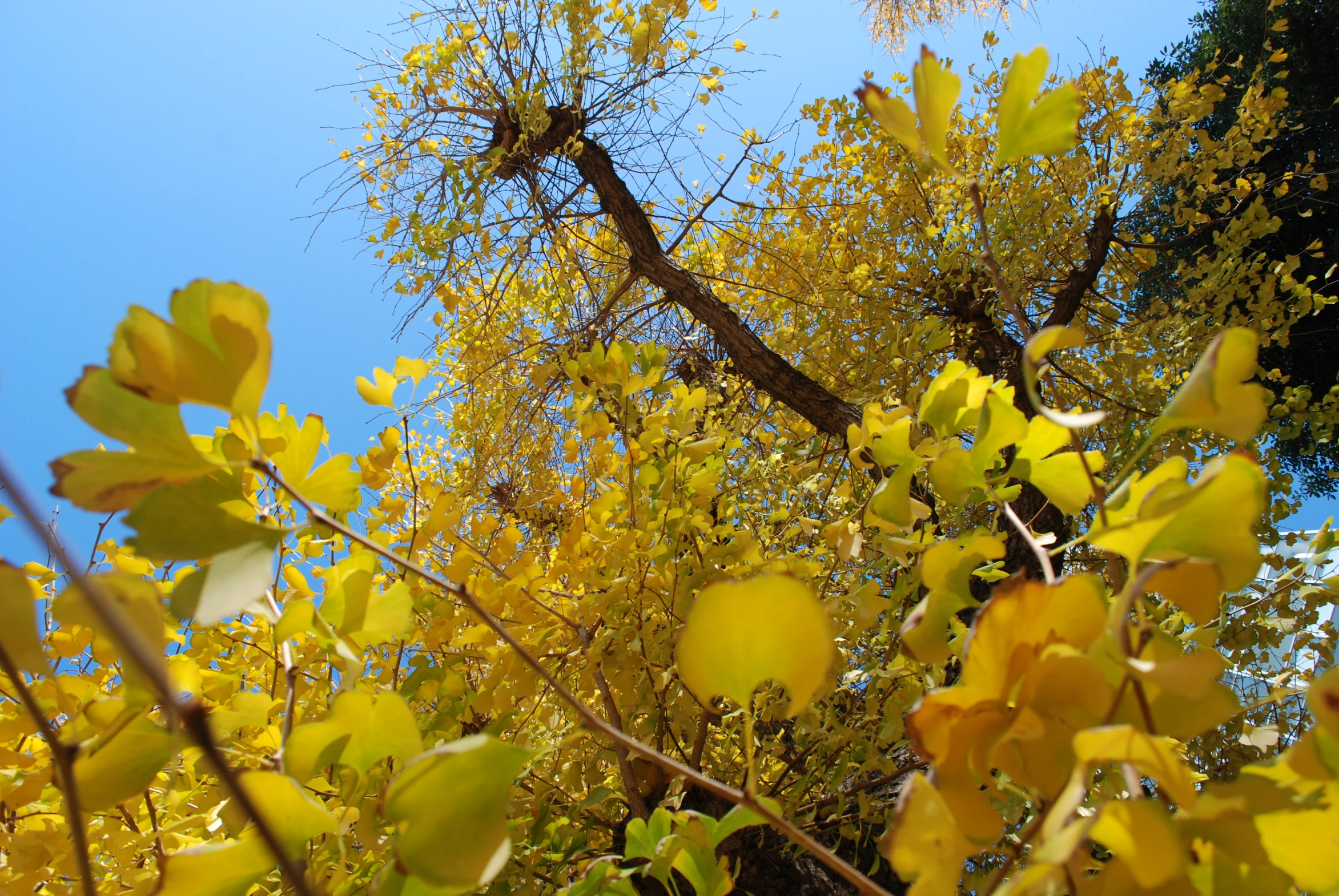 the yellow leaves are in front of the blue sky