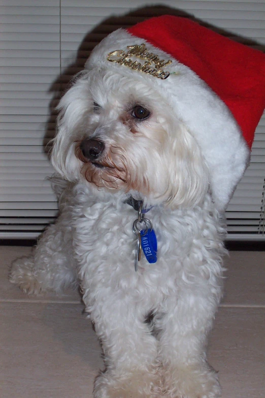 a small white dog wearing a santa hat