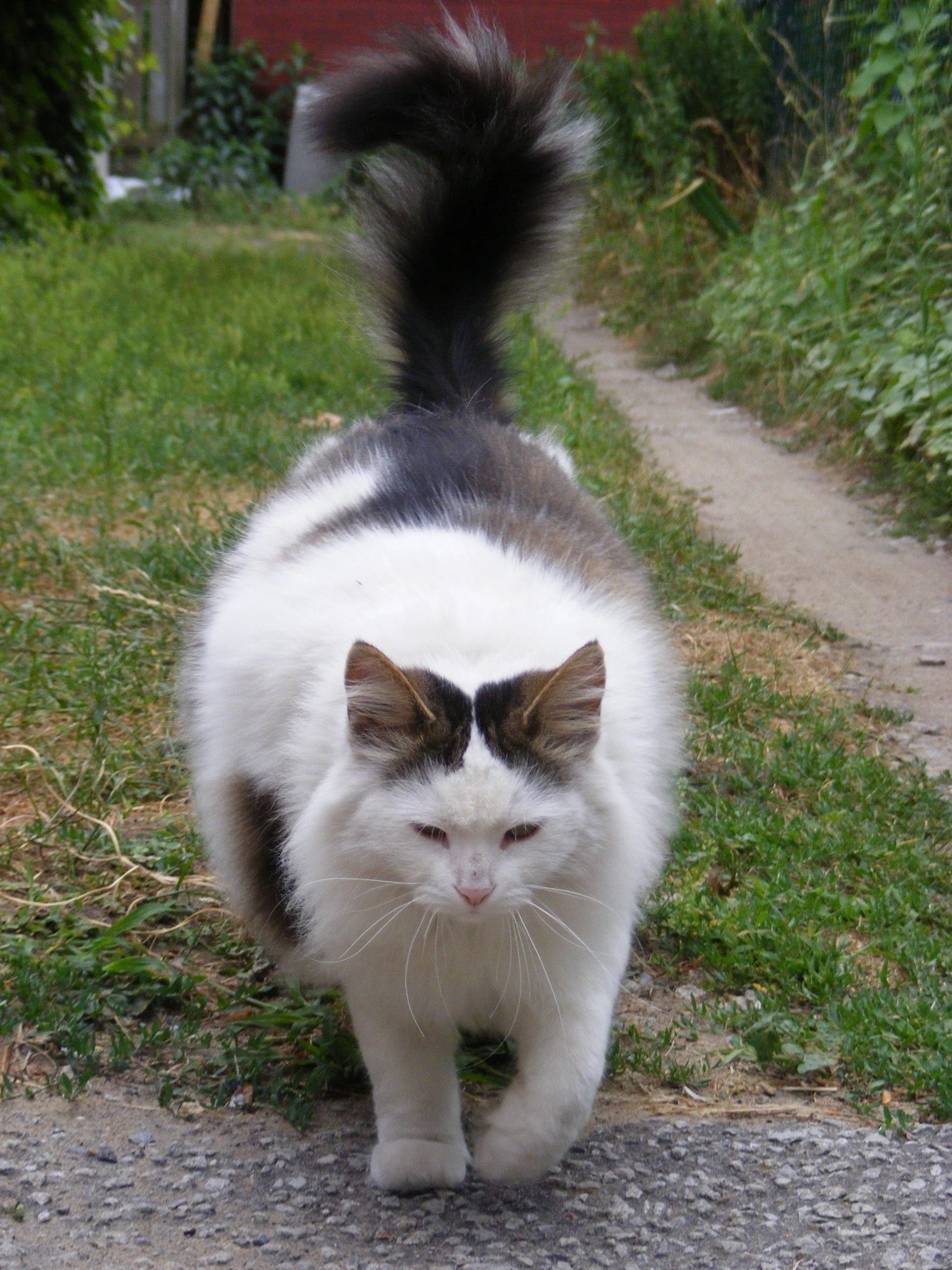 a cat that is walking on a road