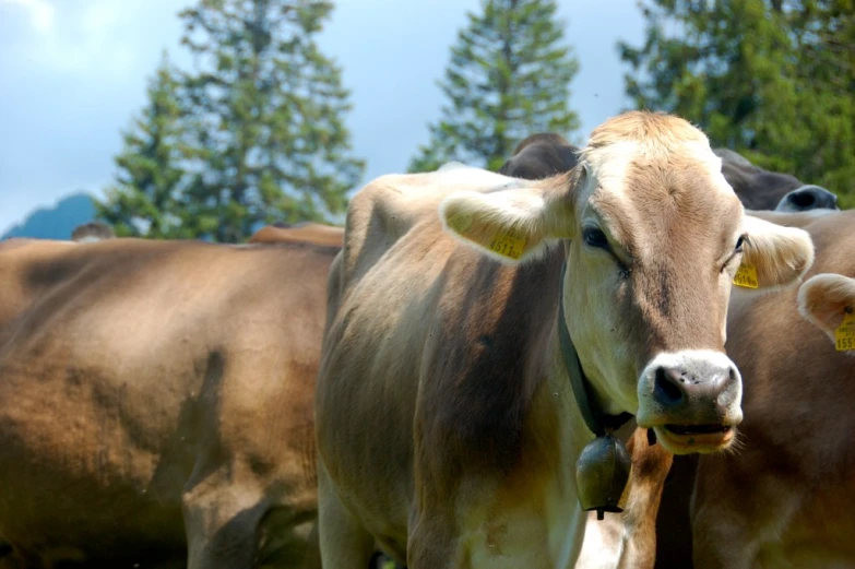 a brown cow is standing in the grass and looking straight ahead