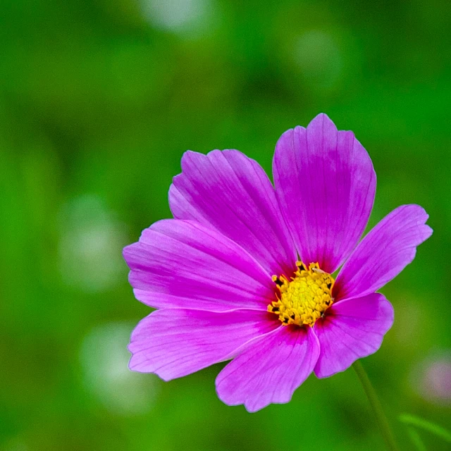 pink flower in the middle of green field