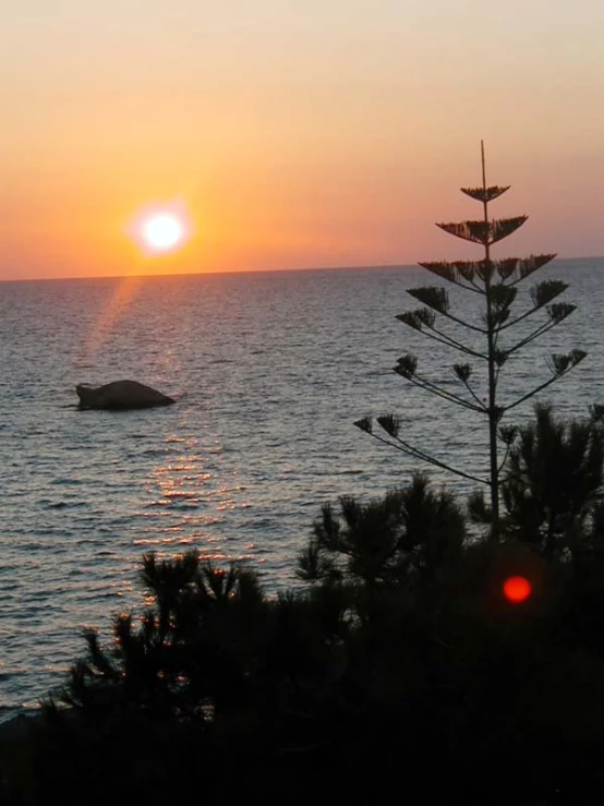 the sun is rising over the water and trees are in the foreground