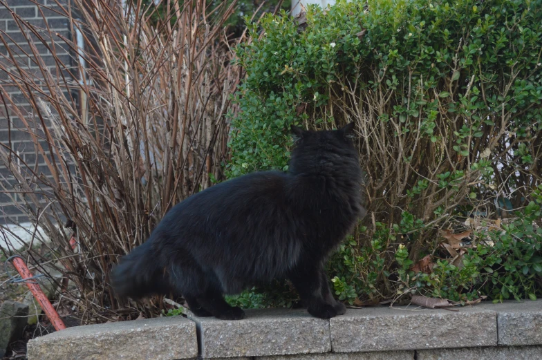 a black cat is looking around at bushes