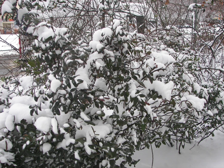 a snow covered tree on the side of a road