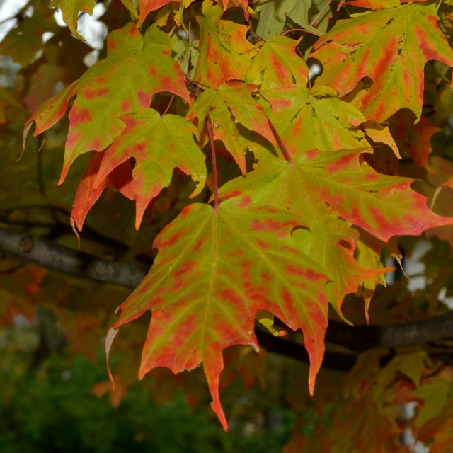 a tree with many leaves in the fall