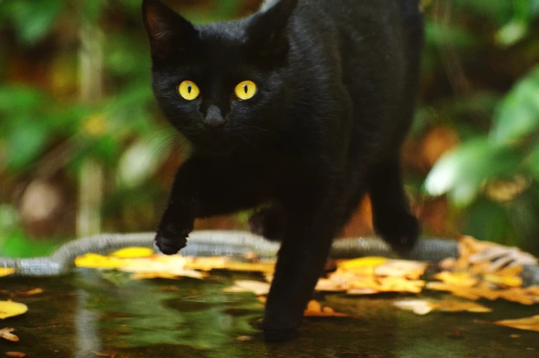 a black cat with yellow eyes walks along some leaves