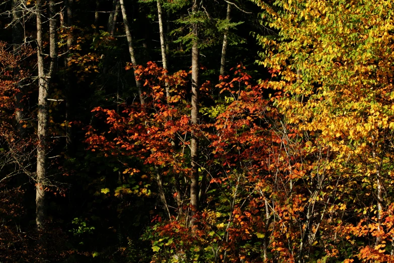 a forest of trees has different colors in the leaves