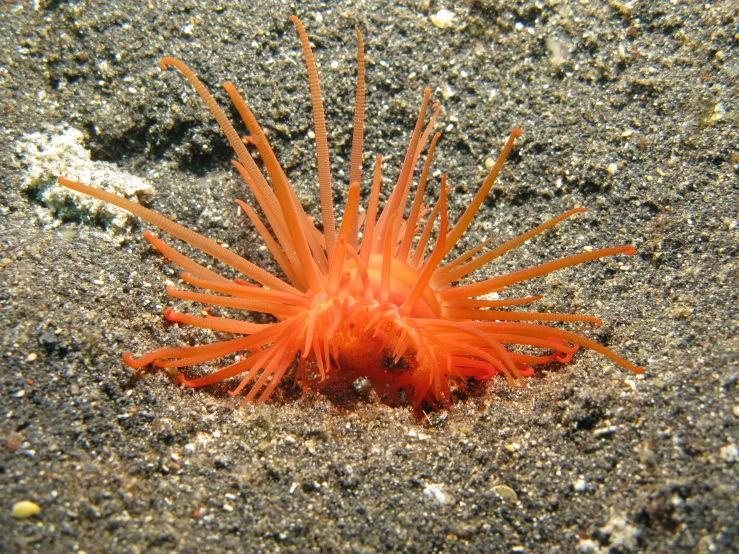 an orange sea urchin resting in the sand