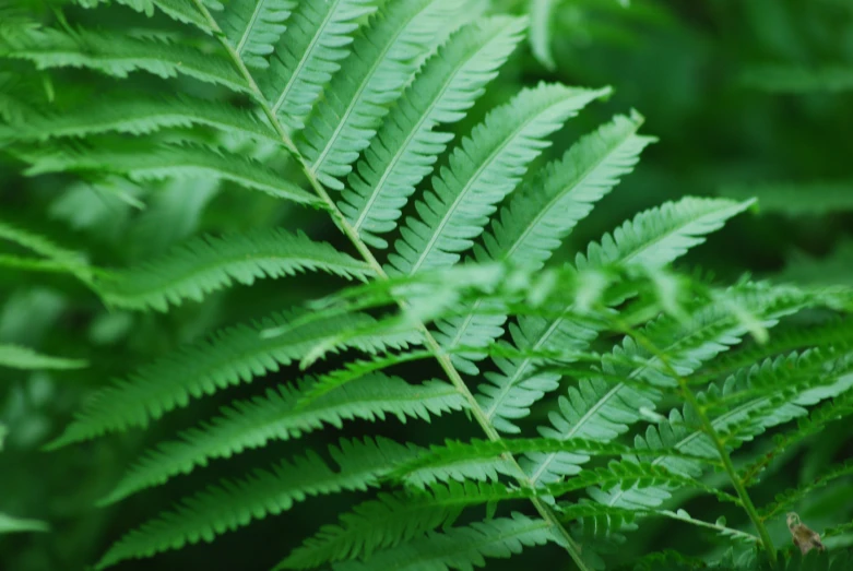 a very large green plant in the grass