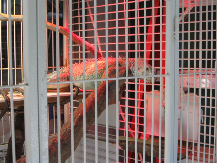 a cockatoo is sitting in a cage behind bars