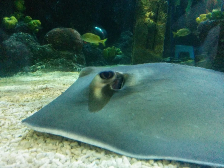 a stingper on the sand in an aquarium