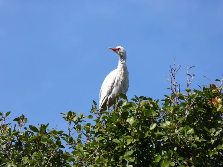 a white bird with a large beak standing in a tree