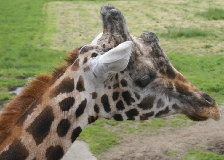the giraffe is standing with its head up in an enclosure