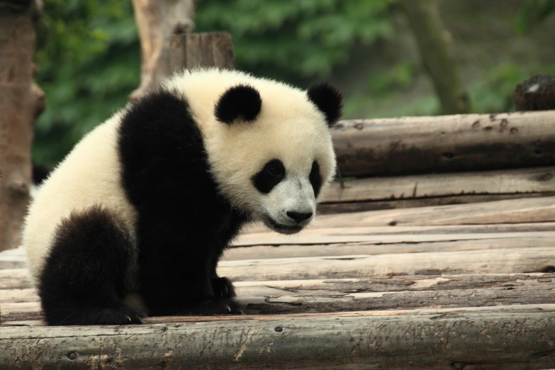 the panda bear is sitting on a wooden bridge