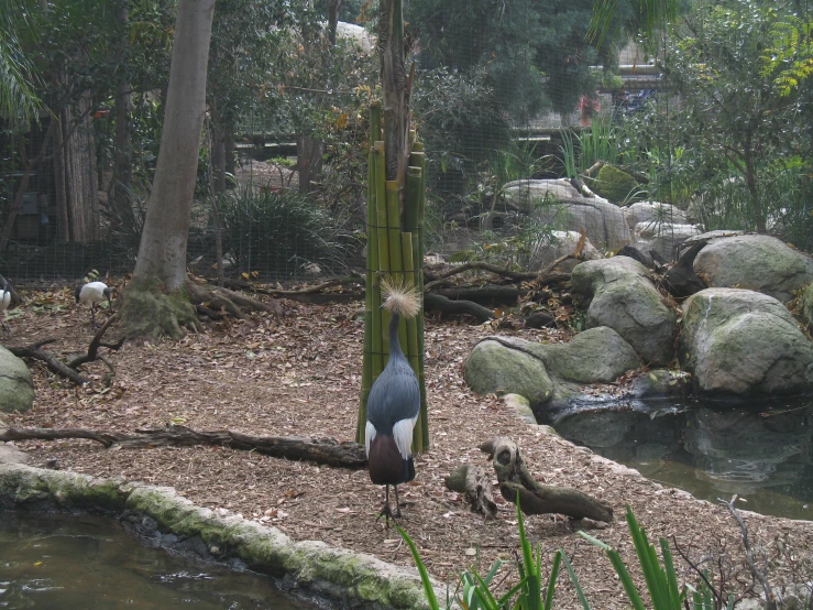 a colorful bird is standing in an enclosure