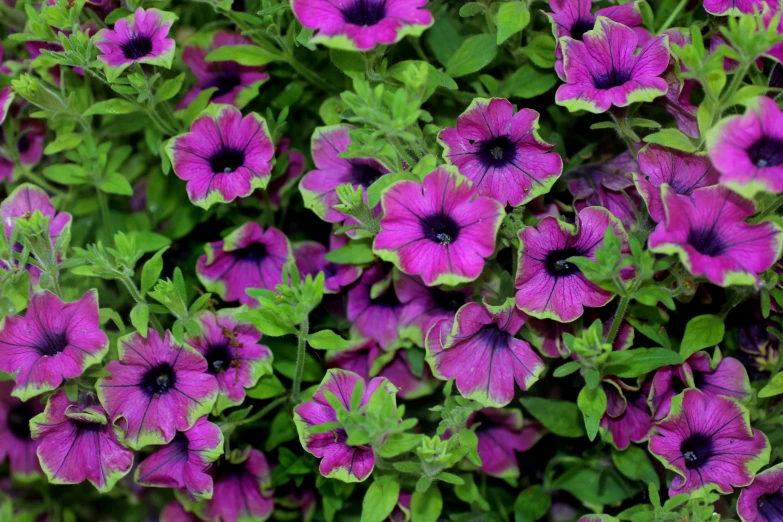 a bush with flowers, all in pink and green