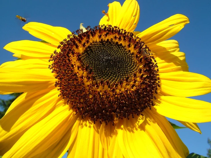the sunflower has very many anthops in it
