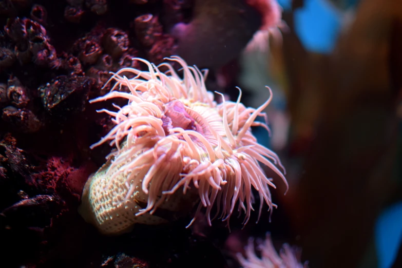 an sea anemone or coral with very sharp white fins