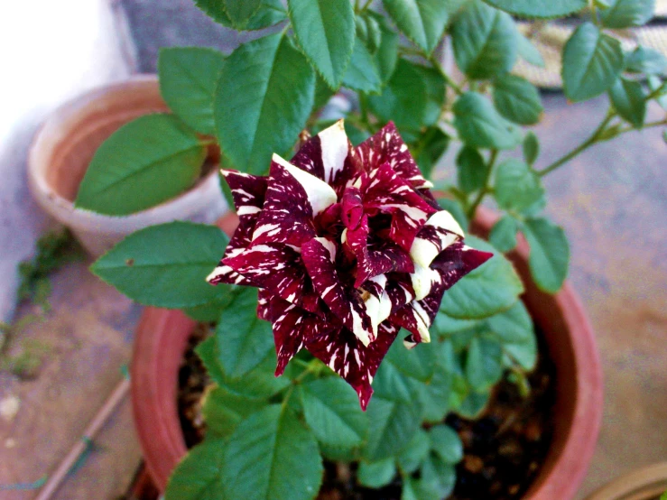 purple and white flowers bloom in a pot