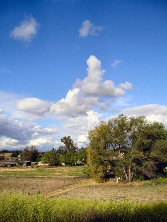 a large field and some very nice trees