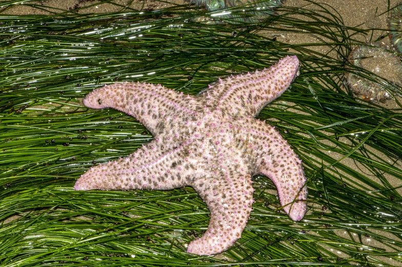 the two starfish are on top of the grass