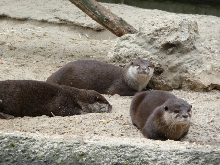 three beavers lay in the sand near some rocks