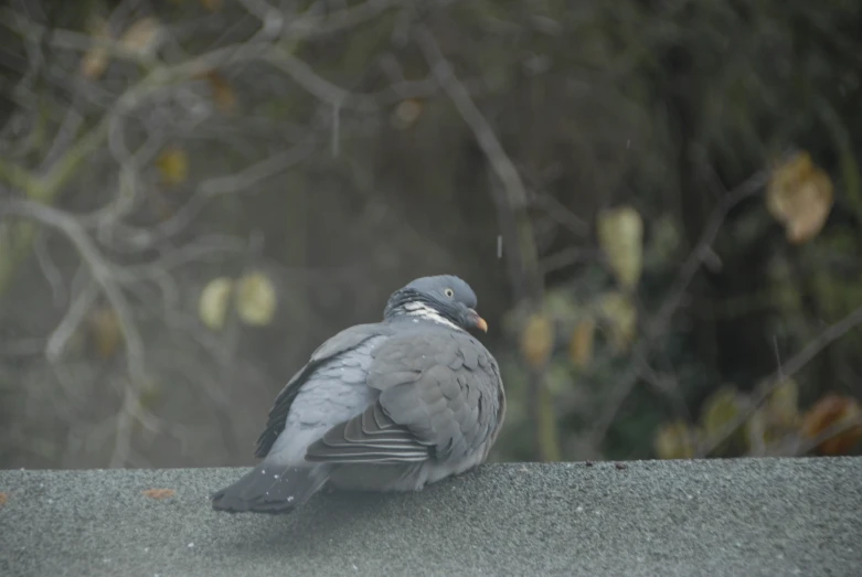 a pigeon sitting on the edge of a building