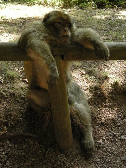 a very cute monkey sitting on top of a pole