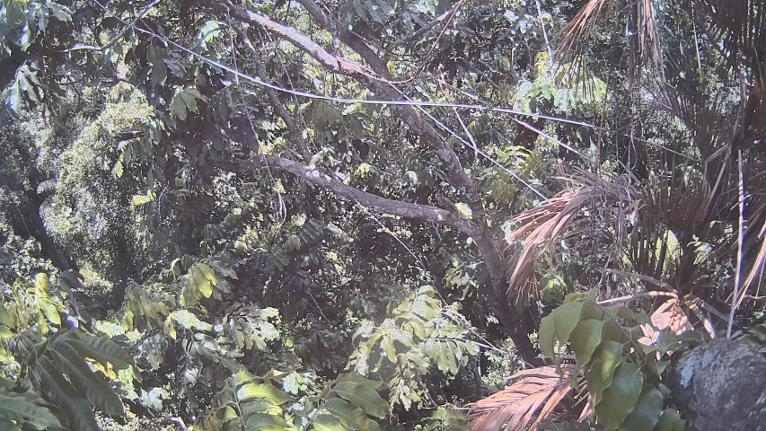 a view of the jungle from above in high up