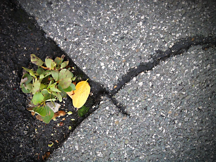 a small tree growing from the street with leaves