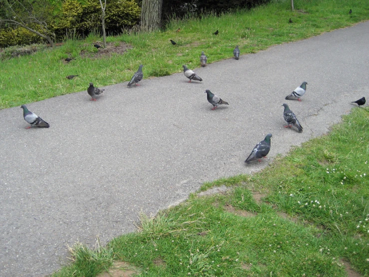 pigeons gathered on the side of a road in a park