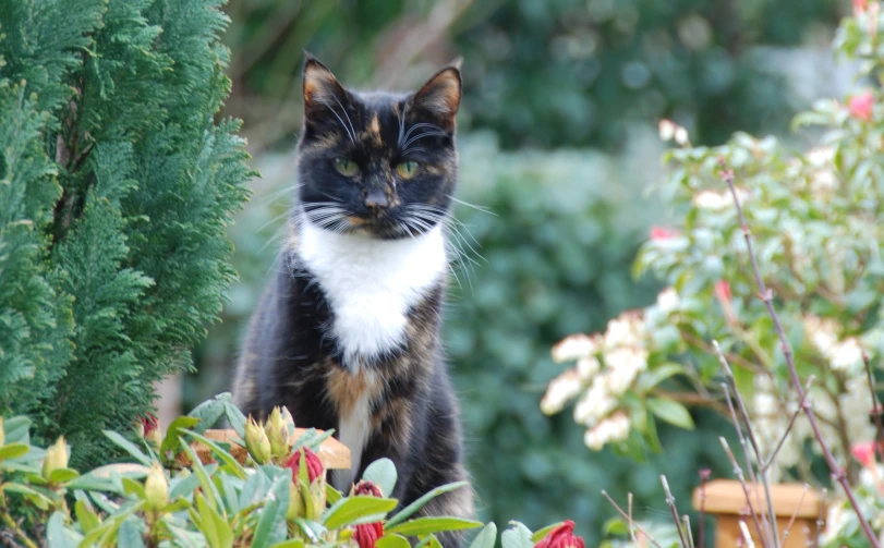 a black and white cat sitting on the ground