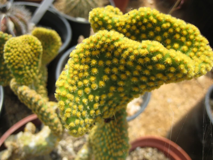 small yellow flower heads sitting on top of cactus pots