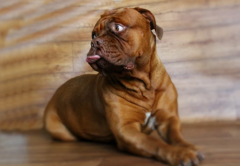 a brown dog with a black collar and nose sitting on a wood floor