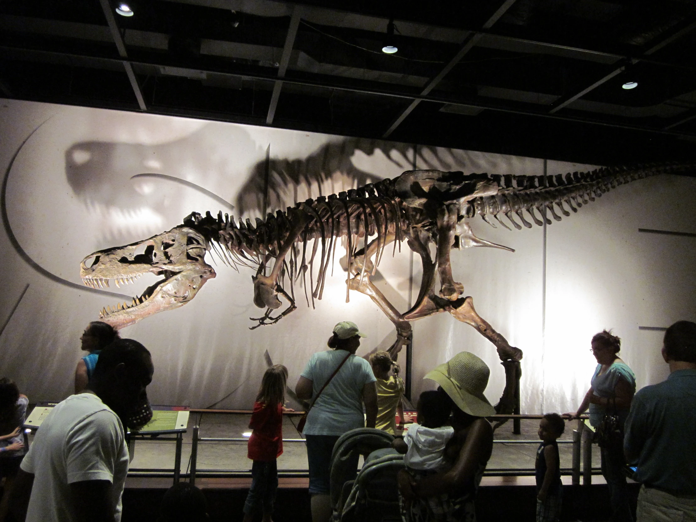 some people are observing a dinosaur skeleton