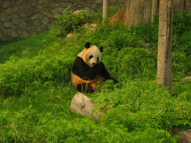 a panda is sitting down in the grass