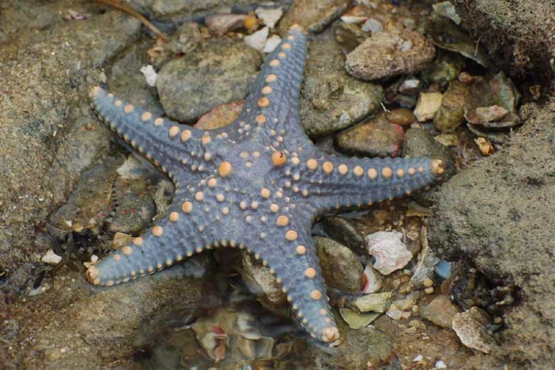 a starfish lying on the beach near the water