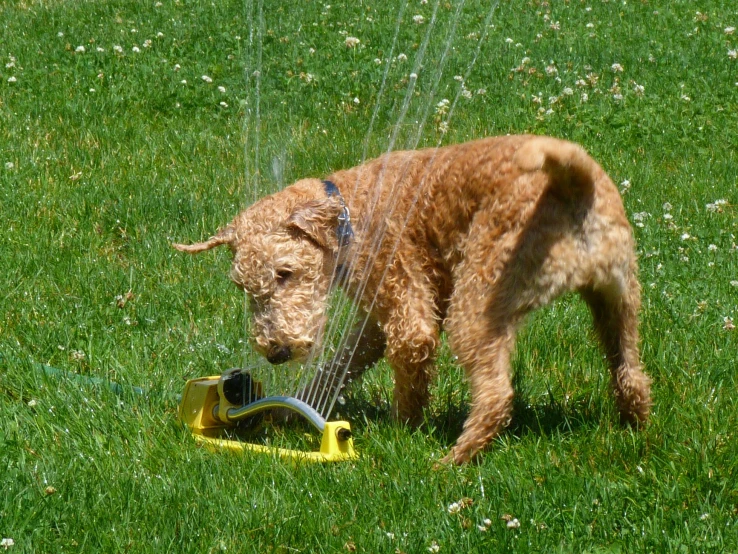 the dog is playing in the grass with the toy