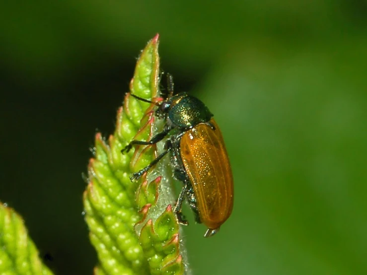 a green and orange bug on top of a leaf