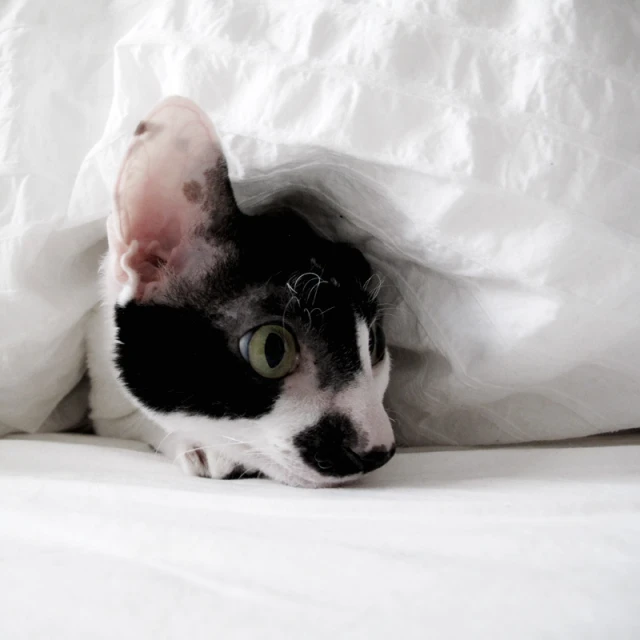 a black and white cat hiding in a bed