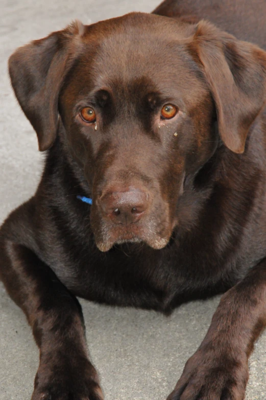 a dog laying down on the ground with an orange eye