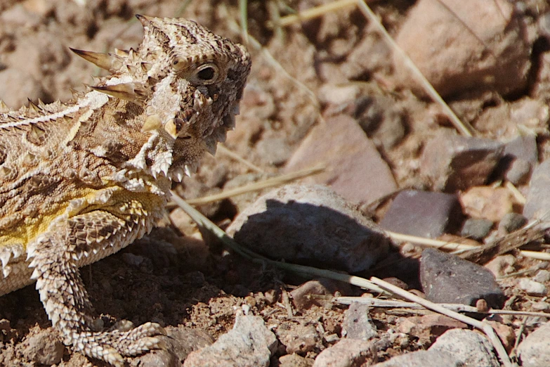 a big lizard that is standing up on the ground