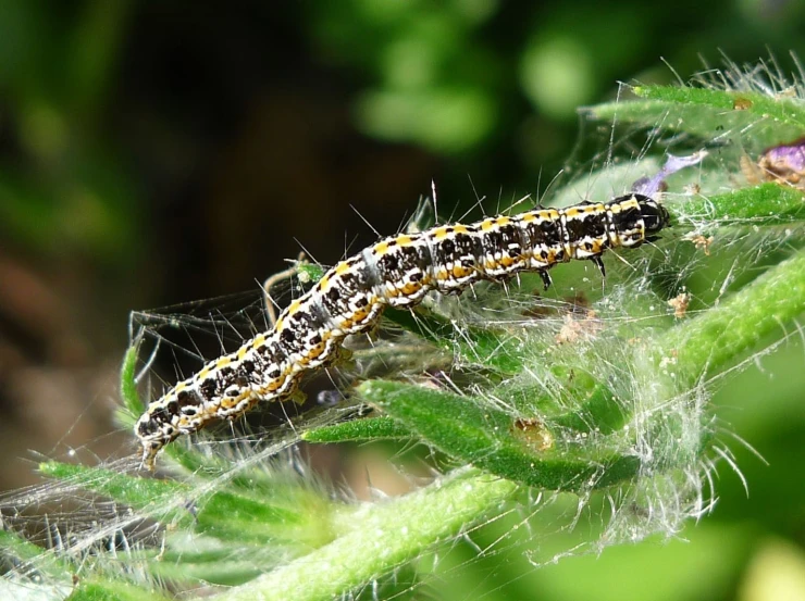 the large caterspone is sitting on the plant's long stem