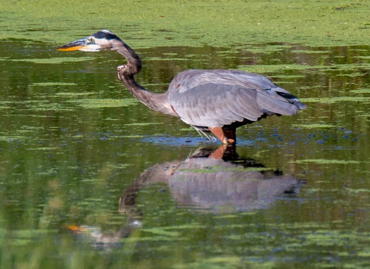 a bird standing on top of a rock in water