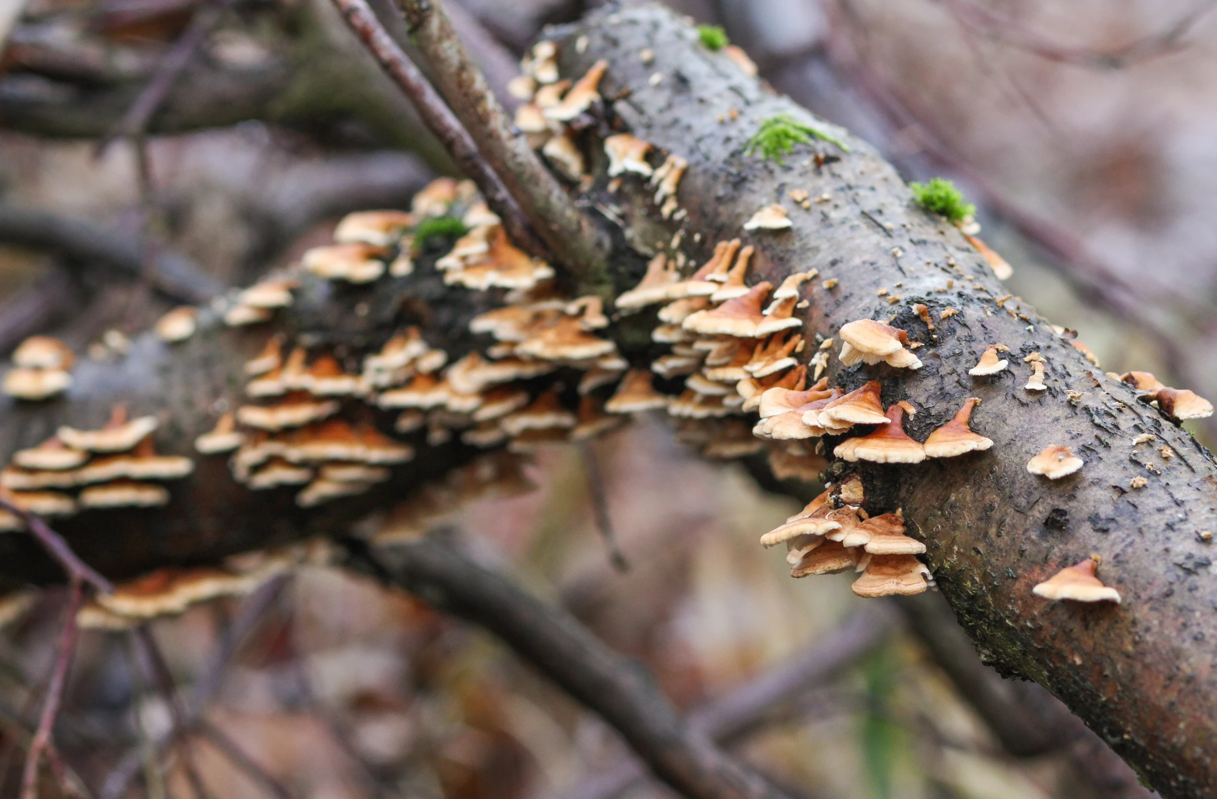 an upside down picture of a mushroom tree nch