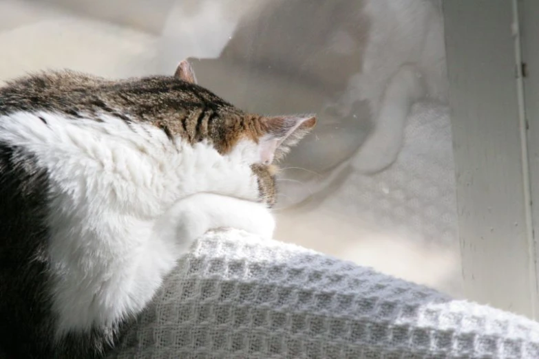 a cat that is leaning on a window ledge