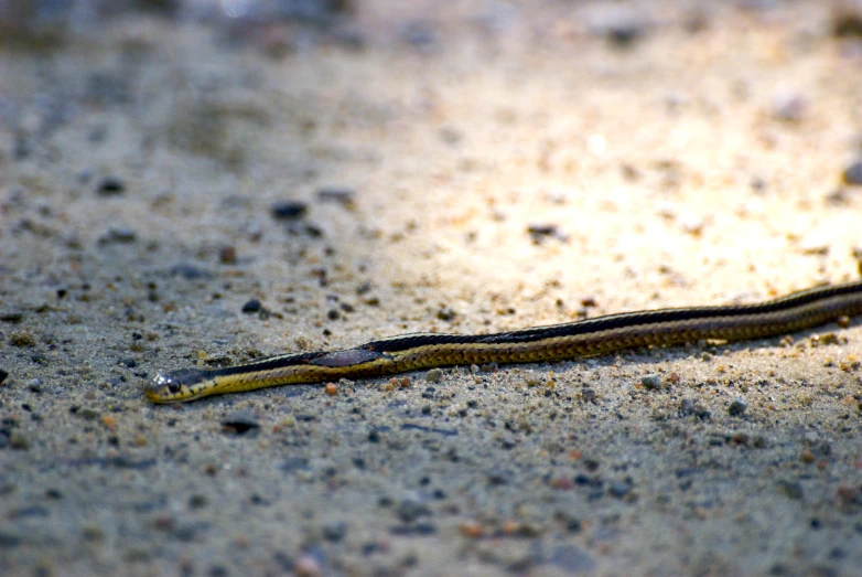 a lizard sitting on top of a dirt field