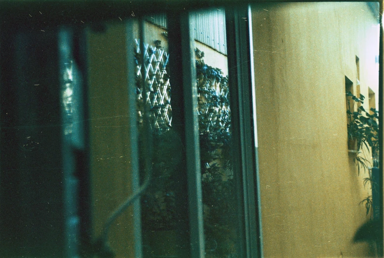 the reflection of leaves and buildings in the window